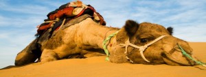 istock-camel-blog-ready-593x-225-new